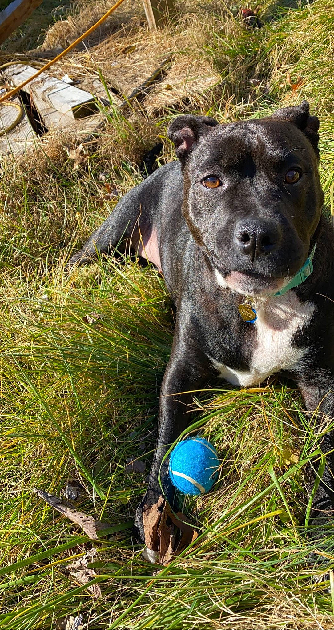 Onyx joined the competition — help win amazing prizes! ball, carnivore, collar, companion_dog, dog, dog_breed, dog_collar, dog_supply, electric_blue, fawn, grass, grassland, groundcover, pet_supply, plant, snout, sporting_group, terrestrial_animal, whiskers, working_animal