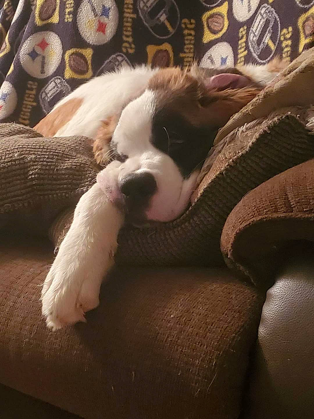 Holly is registered to the contest to win money with this photo: ball, brown, carnivore, comfort, companion_dog, couch, dog, dog_breed, fawn, felidae, fur, human_leg, linens, small_to_medium_sized_cats, sporting_group, textile, toy, whiskers, wood, working_animal