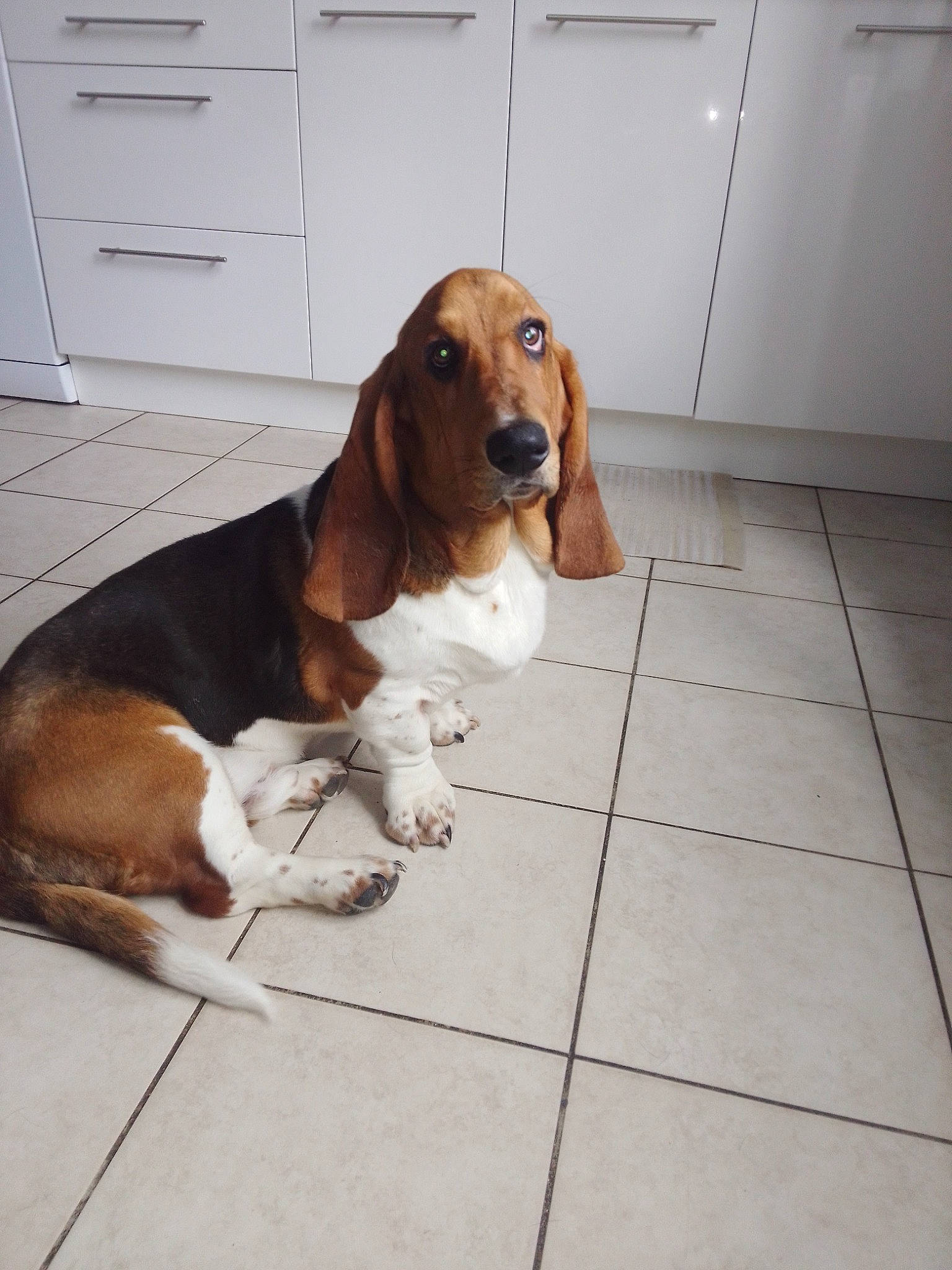 Ubu participe au concours pour gagner de l'argent avec cette photo : cabinetry, canidae, carnivore, companion_dog, dog, dog_breed, drawer, fawn, floor, flooring, hardwood, hound, liver, pet_supply, scent_hound, snout, sporting_group, tile_flooring, wood, working_animal