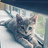 Stormi And Cheeto joined the competition — help win amazing prizes! cat, kitten, windowsill, indoor, pet, fur, whiskers, curious, young, animal, gray, closeup, resting, cute, domestic, window, natural_light, portrait, soft, relaxed