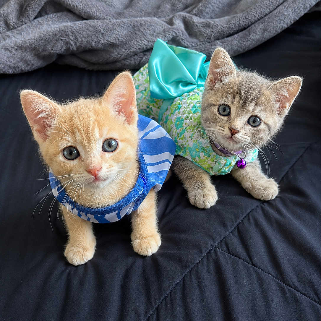 Stormi And Cheeto