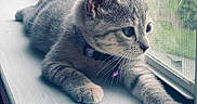 Stormi And Cheeto joined the competition — help win amazing prizes! animal, bell, cat, close_up, collar, curious, feline, fur, gray_cat, indoor, kitten, natural_light, paw, pet, resting, screen, whiskers, window, windowsill, young