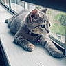 cat, kitten, gray_cat, windowsill, window, collar, bell, pet, indoor, curious, feline, fur, whiskers, close_up, resting, natural_light, screen, animal, young, paw