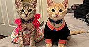 Stormi And Cheeto is registered to the contest to win money with this photo: kitten, cat, pets, indoor, bed, costume, clothing, cute, curious, animal, feline, collar, bell, pink_bow, orange_cat, gray_cat, domestic_cat, portrait, young, companions