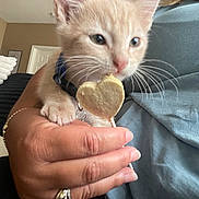 Stormi And Cheeto is registered to the contest to win money with this photo: kitten, cat, pet, orange_cat, collar, heart_shaped_treat, hand, indoor, couch, cushion, furniture, person, casual_clothing, curious, closeup, paw, whiskers, nibble, domestic_animal, cozy