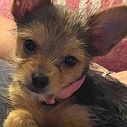 Mazi joined the competition — help win amazing prizes! animal, black, brown, close_up, collar, cute, dog, ears, face, fur, furry, indoor, looking, pet, pink, portrait, puppy, resting, small, young
