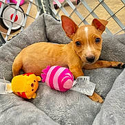 Peanut joined the competition — help win amazing prizes! puppy, dog, bed, plush, toy, yellow_toy, pink_toy, fence, indoor, floor, cute, pet, animal, small_dog, ears, brown_dog, soft_bed, resting, looking, cozy