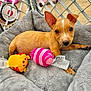 puppy, dog, bed, plush, toy, yellow_toy, pink_toy, fence, indoor, floor, cute, pet, animal, small_dog, ears, brown_dog, soft_bed, resting, looking, cozy