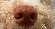 Rosie joined the competition — help win amazing prizes! dog, nose, close_up, fluffy, fur, curly_fur, snout, eye, pet, animal, indoor, carpet, whiskers, cute, muzzle, portrait, canine, brown, white, texture