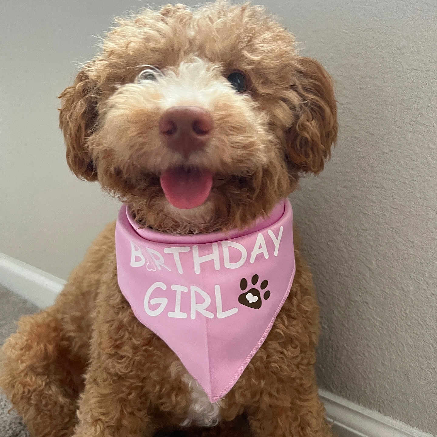 Rosie joined the competition — help win amazing prizes! dog, birthday, pink_bandana, curly_fur, happy, tongue_out, pet, indoor, carpet, wall, cute, small_dog, portrait, celebration, animal, fur, smiling, brown_dog, accessory, canine