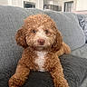 Rosie is registered to the contest to win money with this photo: dog, puppy, curly_fur, brown_fur, white_fur, couch, cushion, indoor, living_room, pet, cute, relaxed, home, fur, animal, companion, face, ears, nose, tongue