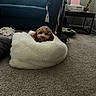 Rosie joined the competition — help win amazing prizes! dog, brown_dog, fluffy, pet_bed, carpet, living_room, couch, sofa, window_blinds, table, printer, plant, cozy, indoor, carpeted_floor, household_items, relaxing_pet, cute_pet, fur, small_dog