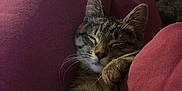 Kevin joined the competition — help win amazing prizes! tabby, kitten, cat, sleeping, lap, paws, whiskers, fur, pink_clothing, sweatpants, cozy, indoors, sofa, close_up, relaxed, pet, domestic, portrait, cuddly, resting