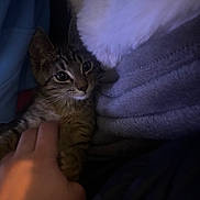 Kevin joined the competition — help win amazing prizes! kitten, cat, tabby, pet, whiskers, hand, blanket, pillow, fur, cozy, indoor, low_light, cuddle, resting, gaze, soft_texture, striped_fur, close_up, human_hand, bed
