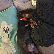 Brookie participe au concours pour gagner de l'argent avec cette photo : dog, puppy, sleeping, couch, pillow, cartoon_cat, red_collar, black_fur, tan_fur, cozy, relaxing, indoor, furniture, textile, closeup, cute, pet, resting, animal, home