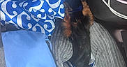 Brookie participe au concours pour gagner de l'argent avec cette photo : dog, small_dog, fabric, bag, blue, white, pattern, clothing, cushion, grey, black, brown, indoor, cozy, stuffed, pile, texture, resting, pet, hiding