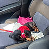 puppy, dog, sleeping, car_interior, car_seat, red_harness, pink_purse, white_cloth, black_dog, tan_markings, resting, pet, leather_trim, seatbelt, window, door_panel, small_dog, cute, domestic_animal, vehicle