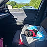 Brookie a rejoint le concours — aidez-le/la à gagner de superbes lots ! dog, car_interior, blanket, sunlight, red_harness, window, side_mirror, seat, blue_sky, trees, greenery, silver_car, road_trip, pet, cozy, resting, comfort, travel, daytime, shadow