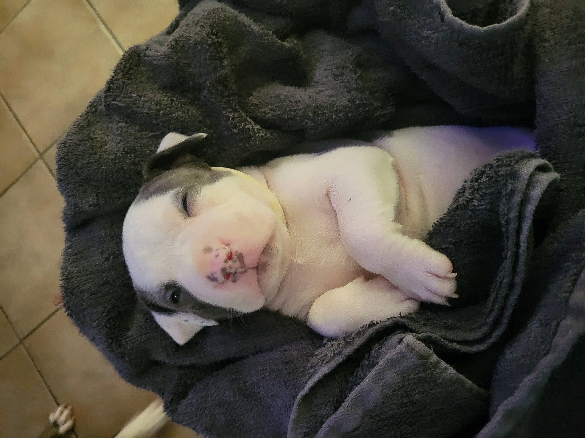 Bubblegum is registered to the contest to win money with this photo: baby, baby_products, canidae, cheek, child, comfort, companion_dog, dog_breed, doll, fawn, fur, linens, nap, sitting, sleep, stuffed_toy, tail, toddler, toy, tree