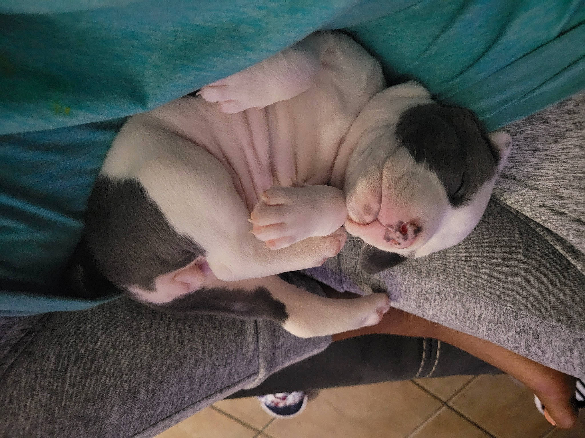 Bubblegum is registered to the contest to win money with this photo: baby, chest, child, comfort, elbow, flesh, flooring, foot, fur, gesture, human_leg, knee, leg, linens, nail, nap, sitting, sleep, tree, wood