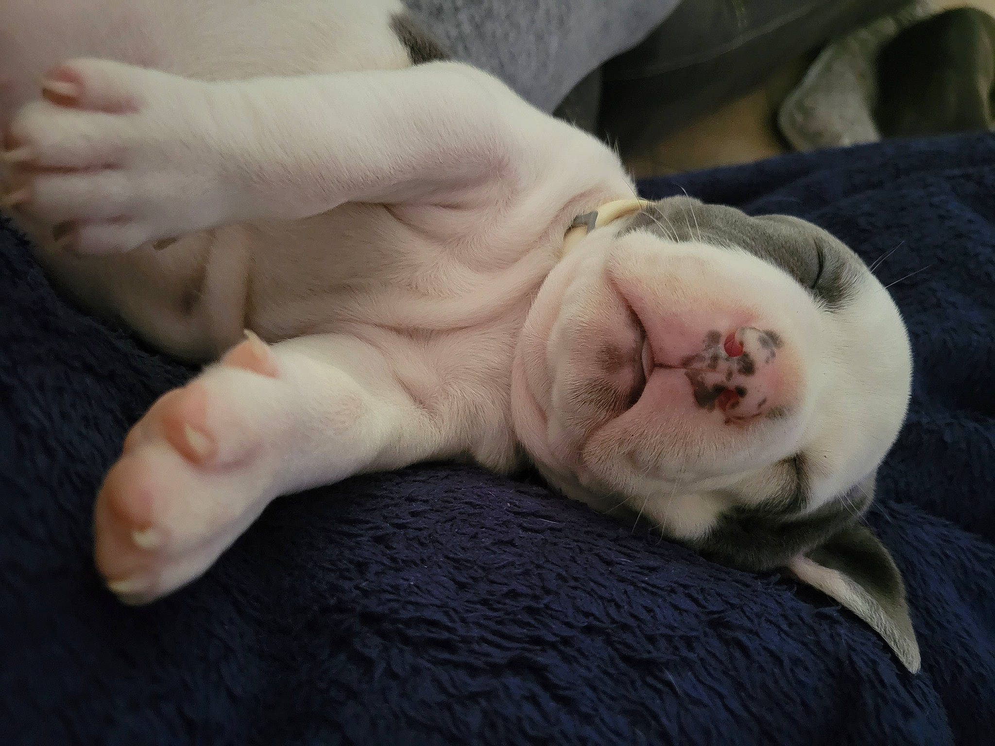 Bubblegum joined the competition — help win amazing prizes! canidae, carnivore, comfort, companion_dog, dog, dog_breed, dress, fawn, flesh, foot, fur, gesture, nail, paw, snout, sporting_group, tail, terrestrial_animal, whiskers, wrinkle