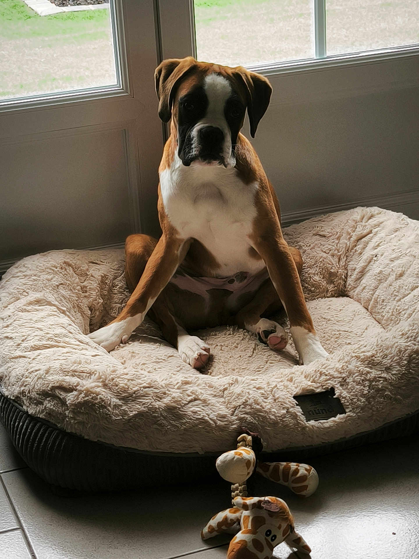 Baloo participe au concours pour gagner de l'argent avec cette photo : dog, boxer, dog_bed, plush_toy, giraffe_toy, indoor, tile_floor, glass_door, natural_light, pet, sitting, brown_and_white, paw, fur, cute, animal, relaxed, home, cozy, pet_toy