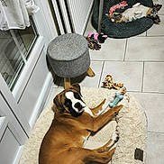 Baloo a rejoint le concours — aidez-le/la à gagner de superbes lots ! dog, pet, dog_bed, toy, floor, tile_floor, cozy, relaxing, brown_dog, white_dog, small_dog, indoor, home, stool, radiator, window, curtain, playful, resting, cute