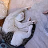 Chico joined the competition — help win amazing prizes! cat, sleeping, white_cat, gray_cat, pet, animal, feline, paws, pink_nose, whiskers, curled_up, relaxed, cozy, blanket, bed, plush_toy, indoor, cute, funny_pose, resting