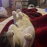 Chico is registered to the contest to win money with this photo: cat, white_cat, gray_cat, fluffy, lying_down, upside_down, belly_up, raised_paws, paws, fur, pet, sleeping, relaxed, cozy, blanket, red_blanket, bed, bedroom, indoor, funny_pose