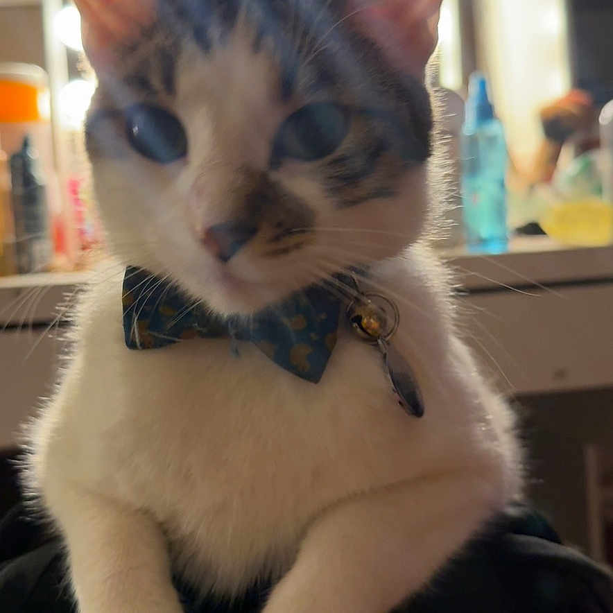 Chico