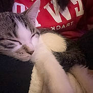 Chico is registered to the contest to win money with this photo: cat, kitten, tabby, white_fur, sleeping, nap, curled_up, pet, animal, close_up, portrait, indoors, cuddling, arms, shirt, red_clothing, black_clothing, soft_lighting, relaxed, adorable