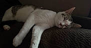 Chico is registered to the contest to win money with this photo: cat, sleeping, sleepy, relaxed, white_cat, tabby, feline, pet, animal, couch, indoors, home, resting, lying_down, paws, whiskers, ears, fur, nap, cozy