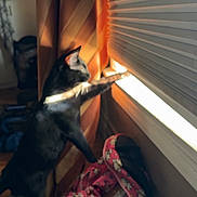 Lobo joined the competition — help win amazing prizes! cat, black_and_white_cat, pet, animal, indoor, window, blinds, sunlight, curtains, reaching, standing, curious, home, room, pet_carrier, backpack, floor, shadow, warm_lighting, playful