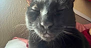 Lobo is registered to the contest to win money with this photo: cat, black_cat, pet, animal, feline, whiskers, ears, nose, fur, close_up, portrait, sleepy, indoor, home, couch, person, cozy, black_fur, relaxed, photography