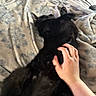 cat, black_cat, fluffy, furry, pet, animal, lying_down, belly_rub, relaxed, sleeping, bed, blanket, bedding, bedroom, indoors, human_hand, petting, cozy, close_up, portrait