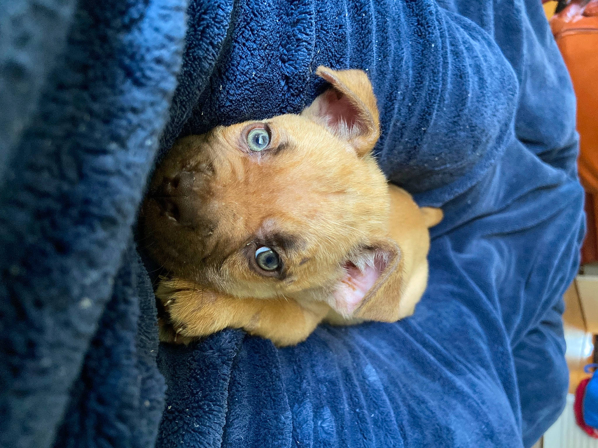 Tater joined the competition — help win amazing prizes! canidae, carnivore, comfort, companion_dog, denim, dog, dog_breed, ear, electric_blue, eye, fawn, fur, puppy, sleeve, snout, sporting_group, toy_dog, whiskers, working_animal