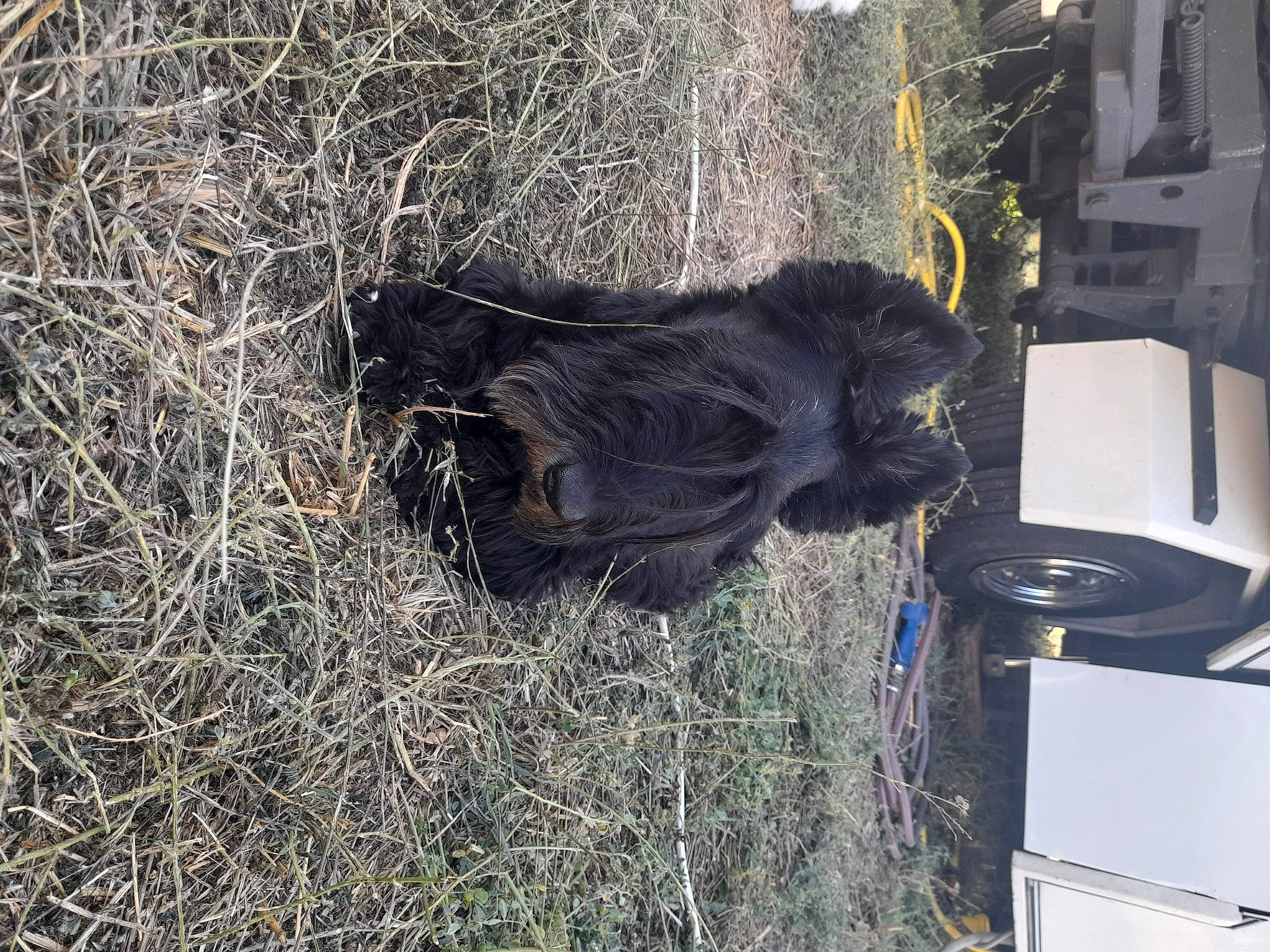 Vito participe au concours pour gagner de l'argent avec cette photo : automotive_exterior, automotive_tire, automotive_wheel_system, bumper, fender, fur, gas, grass, machine, natural_material, plant, soil, sporting_group, tire, vehicle, vehicle_door, waste_container, wheel, wood, working_animal