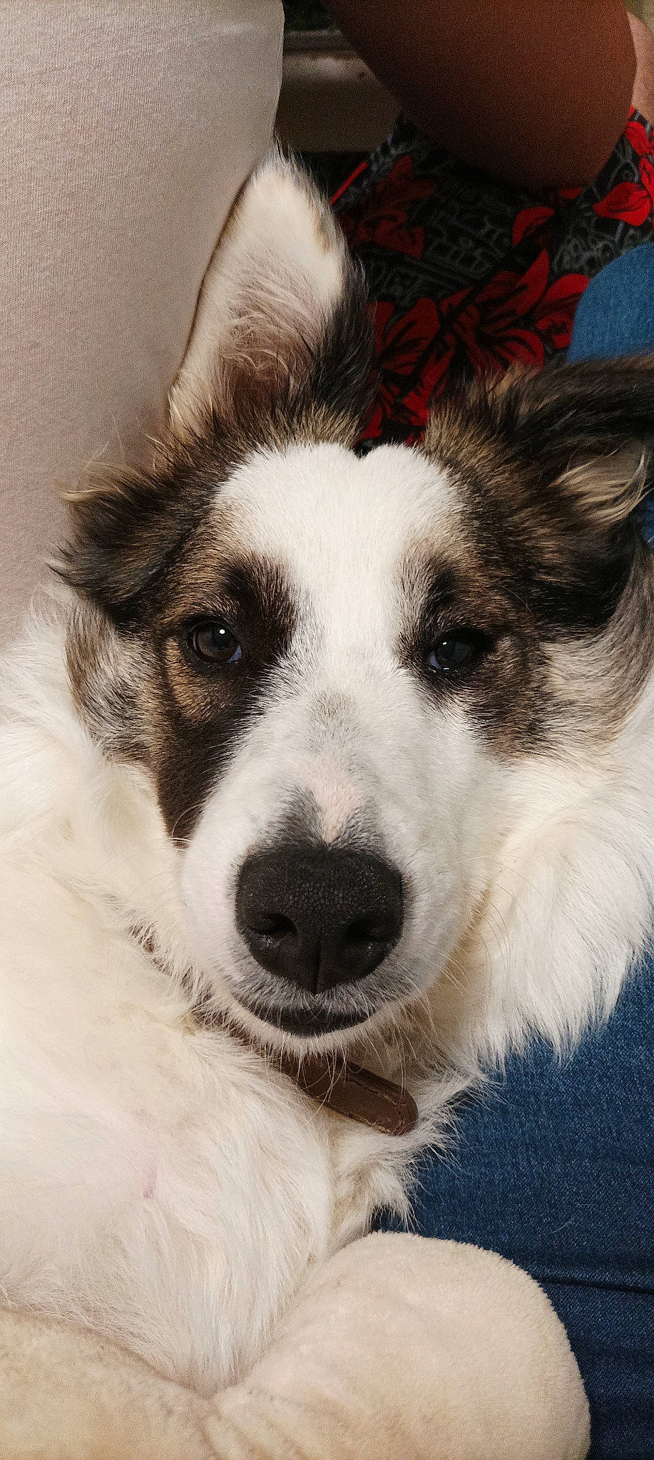 Néou a rejoint le concours — aidez-le/la à gagner de superbes lots ! ancient_dog_breeds, art, canidae, carnivore, companion_dog, dog, dog_breed, fur, happy, monochrome, monochrome_photography, paw, puppy, sled_dog, snout, sporting_group, terrestrial_animal, whiskers, working_animal, working_dog