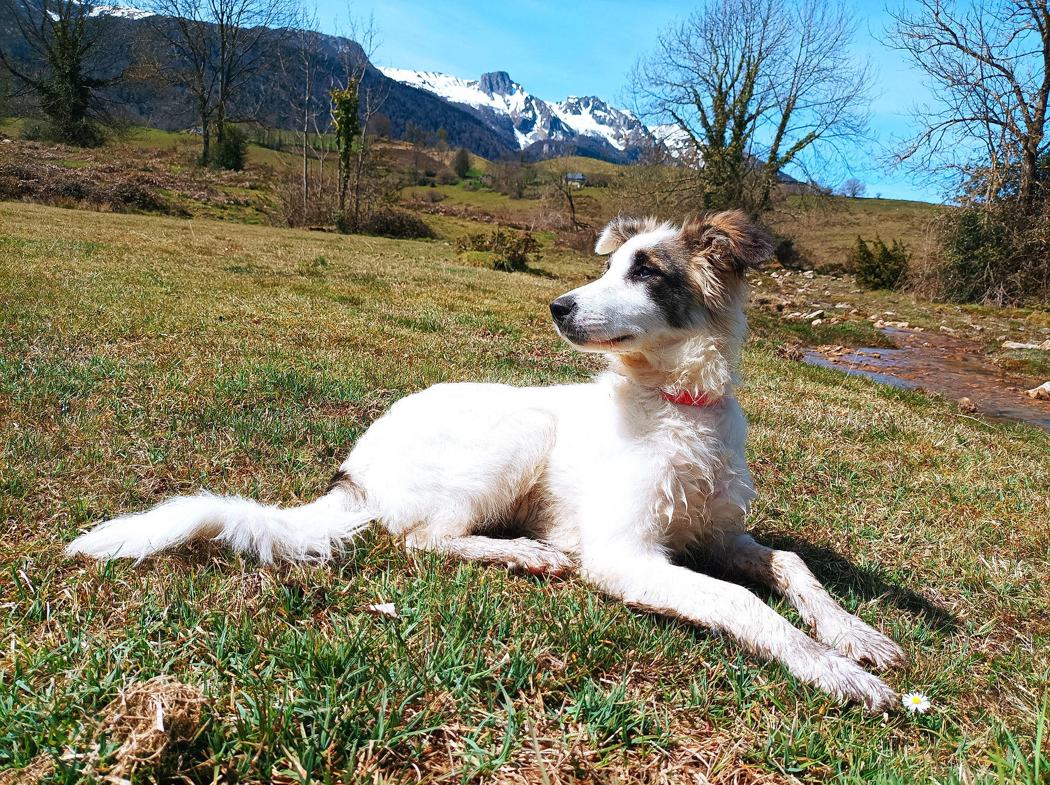 Néou participe au concours pour gagner de l'argent avec cette photo : canidae, carnivore, companion_dog, dog, dog_breed, fawn, giant_dog_breed, grass, grassland, hill, landscape, mountain, pasture, plant, sky, sporting_group, tail, terrestrial_animal, tree, working_animal