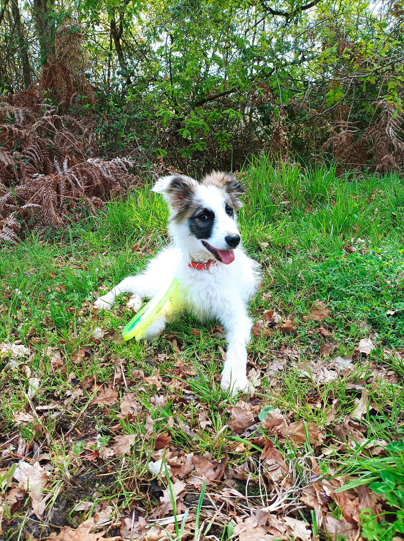 Néou a rejoint le concours — aidez-le/la à gagner de superbes lots ! canidae, carnivore, companion_dog, dog, dog_breed, grass, groundcover, herbaceous_plant, non_sporting_group, plant, shrub, tail, terrestrial_animal, terrestrial_plant, terrier, tree, working_dog