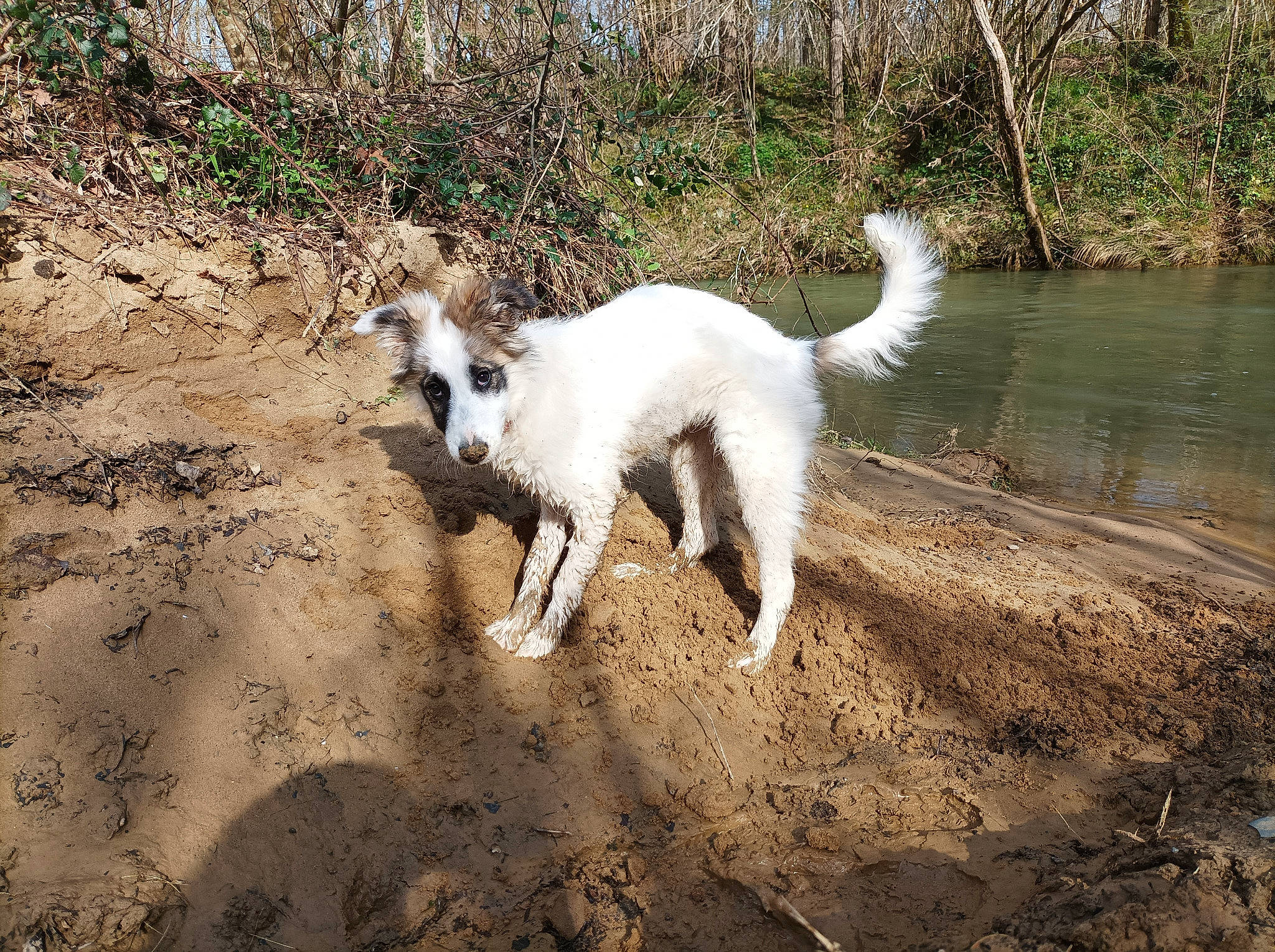 Néou a rejoint le concours — aidez-le/la à gagner de superbes lots ! canidae, carnivore, collar, companion_dog, dog, dog_breed, fawn, fur, hunting_dog, lake, plant, soil, sporting_group, tail, terrestrial_animal, water, wildlife, working_animal