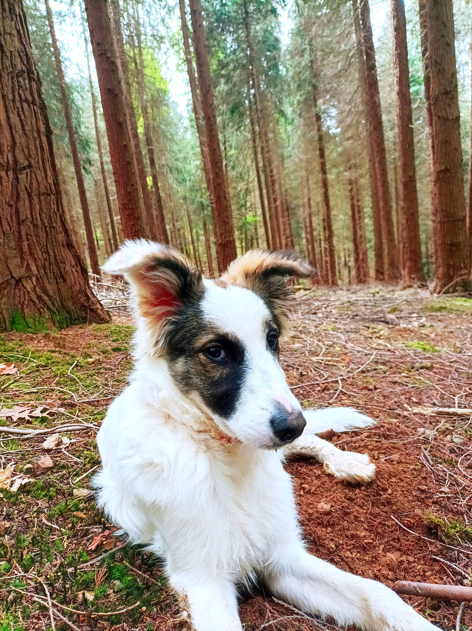 Néou participe au concours pour gagner de l'argent avec cette photo : carnivore, companion_dog, dog, dog_breed, forest, grass, grove, herding_dog, natural_landscape, northern_hardwood_forest, old_growth_forest, plant, sporting_group, tail, temperate_broadleaf_and_mixed_forest, terrestrial_animal, tree, wood, woodland, working_dog