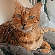 Nala is registered to the contest to win money with this photo: cat, feline, pet, close_up, whiskers, fur, spotted, relaxed, indoor, blanket, animal, mammal, face, ears, eyes, nose, paw, comfort, cozy, resting