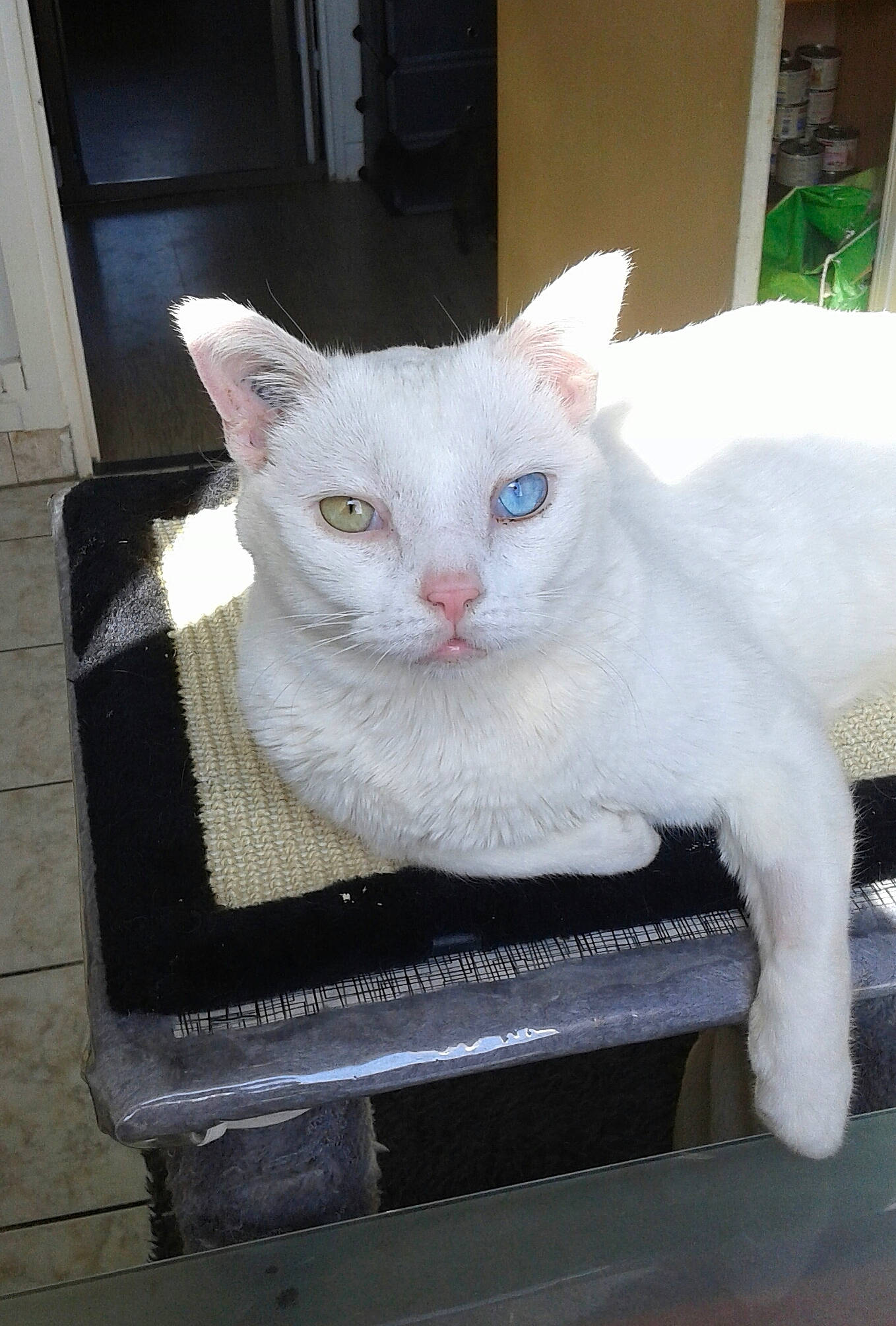 Maxou a rejoint le concours — aidez-le/la à gagner de superbes lots ! art, box, carnivore, cat, cat_furniture, cat_supply, craft, creative_arts, domestic_short_haired_cat, felidae, fur, paw, pet_supply, rectangle, sculpture, small_to_medium_sized_cats, snout, tail, whiskers, window