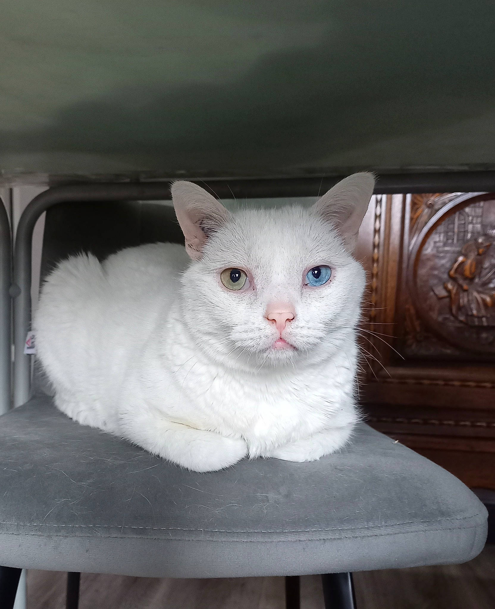 Maxou participe au concours pour gagner de l'argent avec cette photo : art, carnivore, cat, cat_supply, comfort, creative_arts, domestic_short_haired_cat, eye, fawn, felidae, fur, paw, sitting, small_to_medium_sized_cats, snout, table, tail, whiskers, window