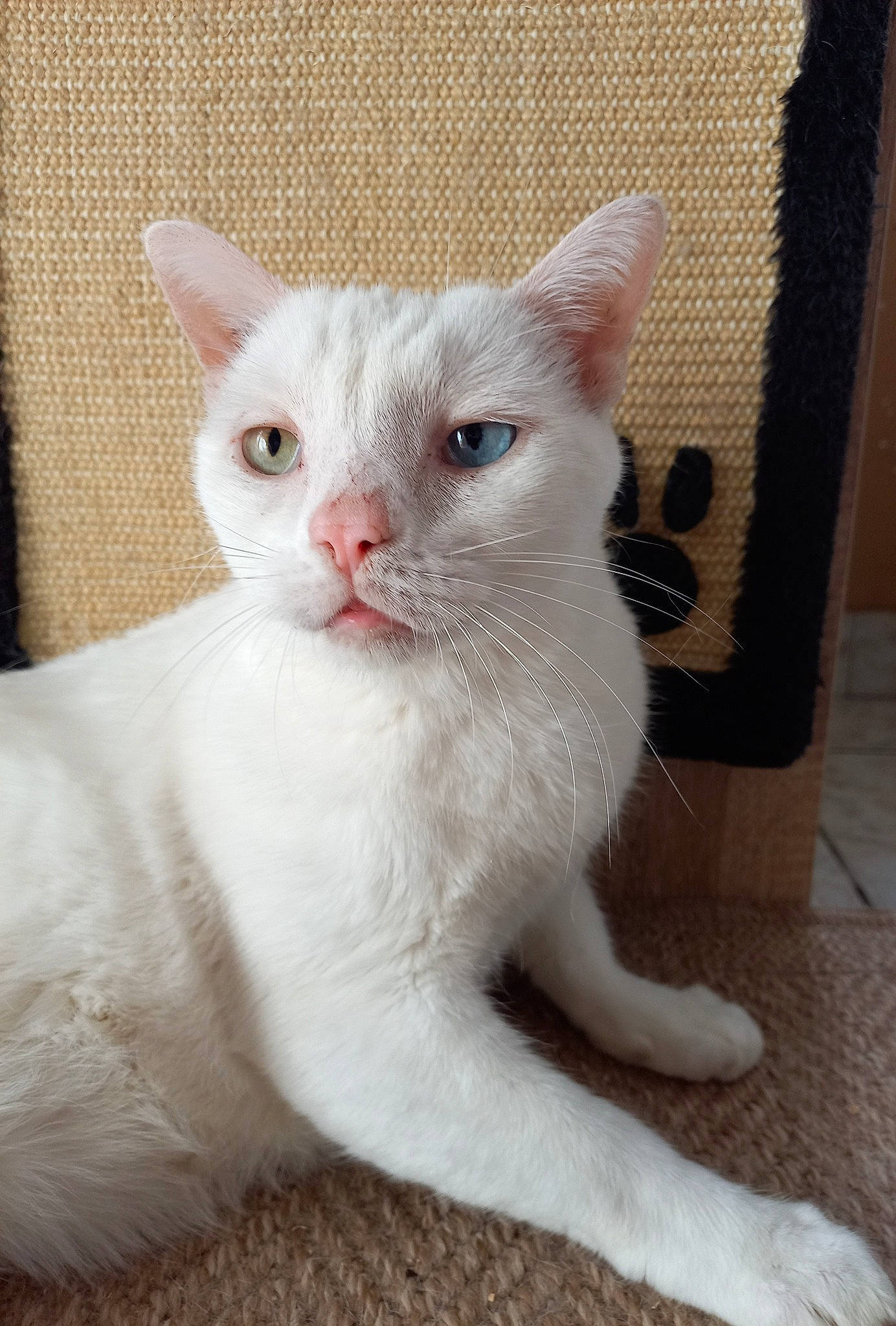 Maxou a rejoint le concours — aidez-le/la à gagner de superbes lots ! carnivore, cat, claw, domestic_short_haired_cat, eye, fawn, felidae, fur, iris, paw, small_to_medium_sized_cats, snout, tail, terrestrial_animal, whiskers, window