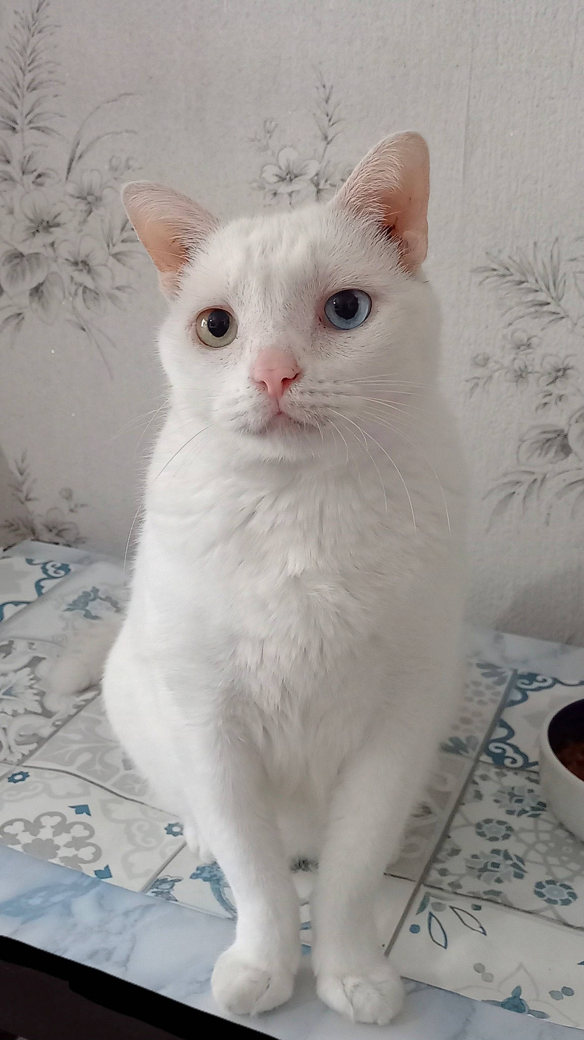 Maxou a rejoint le concours — aidez-le/la à gagner de superbes lots ! carnivore, cat, cup, domestic_short_haired_cat, felidae, fur, paw, serveware, small_to_medium_sized_cats, snout, tail, terrestrial_animal, whiskers, window