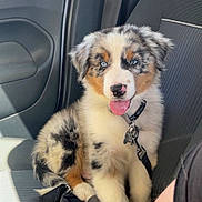Aicko participe au concours pour gagner de l'argent avec cette photo : puppy, dog, blue_eyes, car_seat, leash, harness, tongue_out, fluffy, sitting, sunlight, cute, pet, animal, indoor, adorable, young_dog, black_white_brown, fur, collar, vehicle_interior