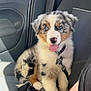 puppy, dog, blue_eyes, car_seat, leash, harness, tongue_out, fluffy, sitting, sunlight, cute, pet, animal, indoor, adorable, young_dog, black_white_brown, fur, collar, vehicle_interior