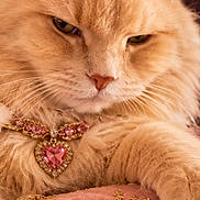 Snickers joined the competition — help win amazing prizes! cat, ginger_cat, long_hair, feline, portrait, close_up, royal, crown, jewelry, necklace, heart_pendant, cushion, plush, pink, luxurious, indoor, smartphone_screenshot, app_icons, serious_expression, whiskers